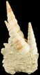 Fossil Gastropod (Haustator) Cluster - Damery, France #62514-1